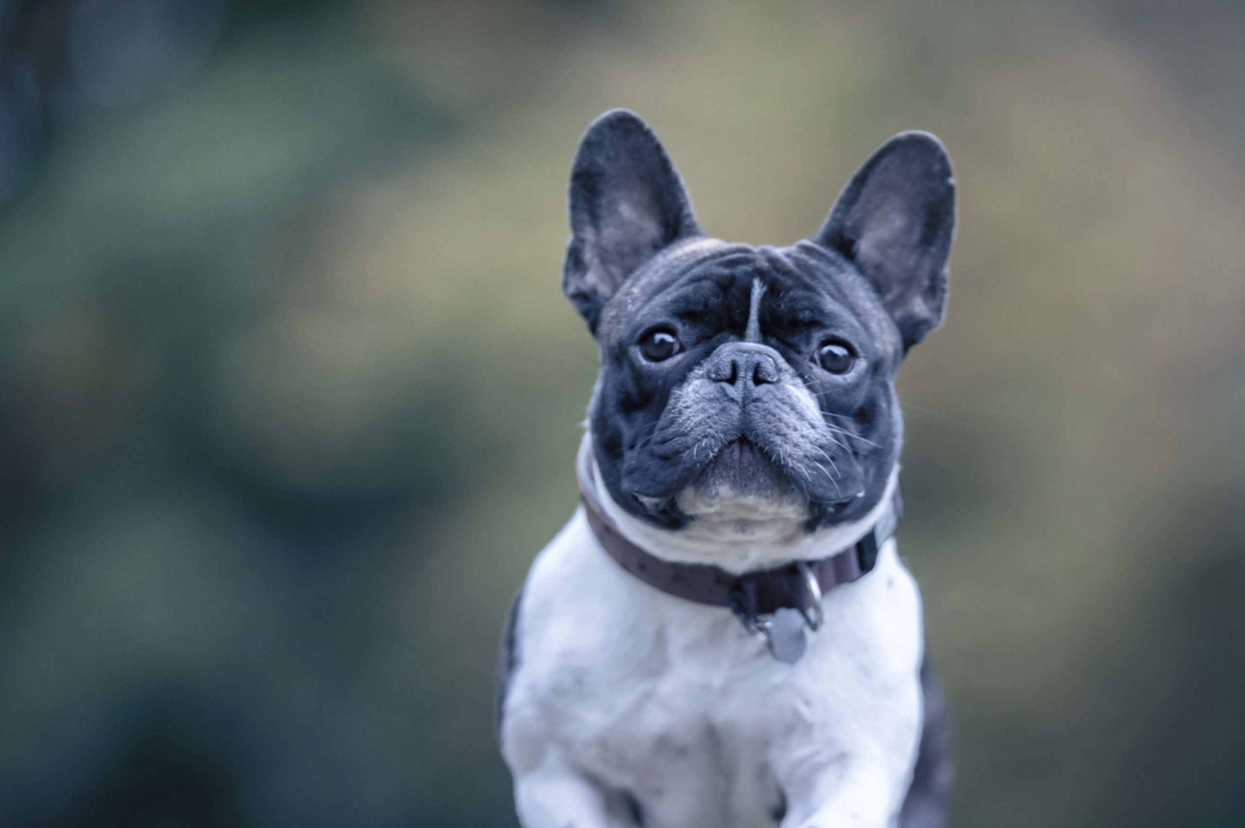 Understanding Brachycephalic Airway Syndrome and Anesthesia | Suveto