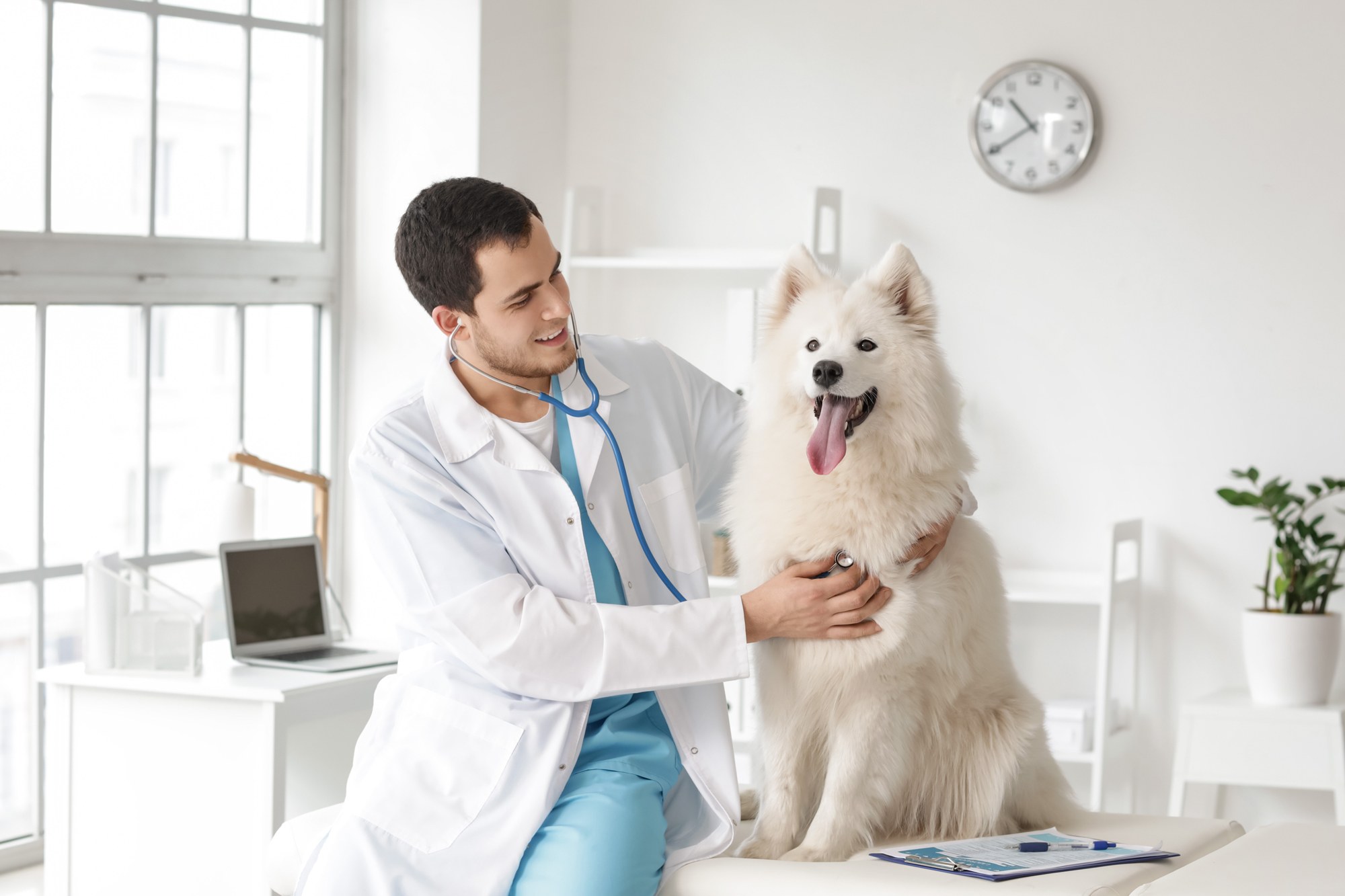 Opening Your Own Veterinary Practice Key Considerations Suveto