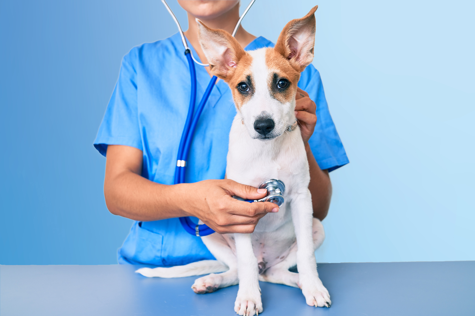 Starting Salary For Veterinarians In Texas