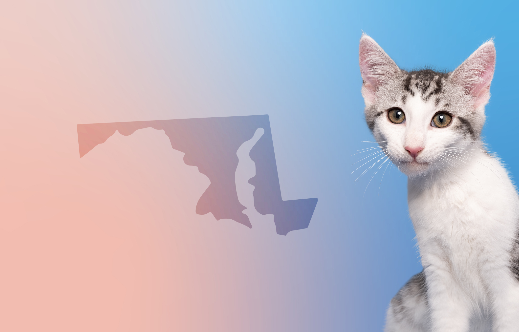 Veterinarian Salaries in Maryland Factors Affecting Suveto