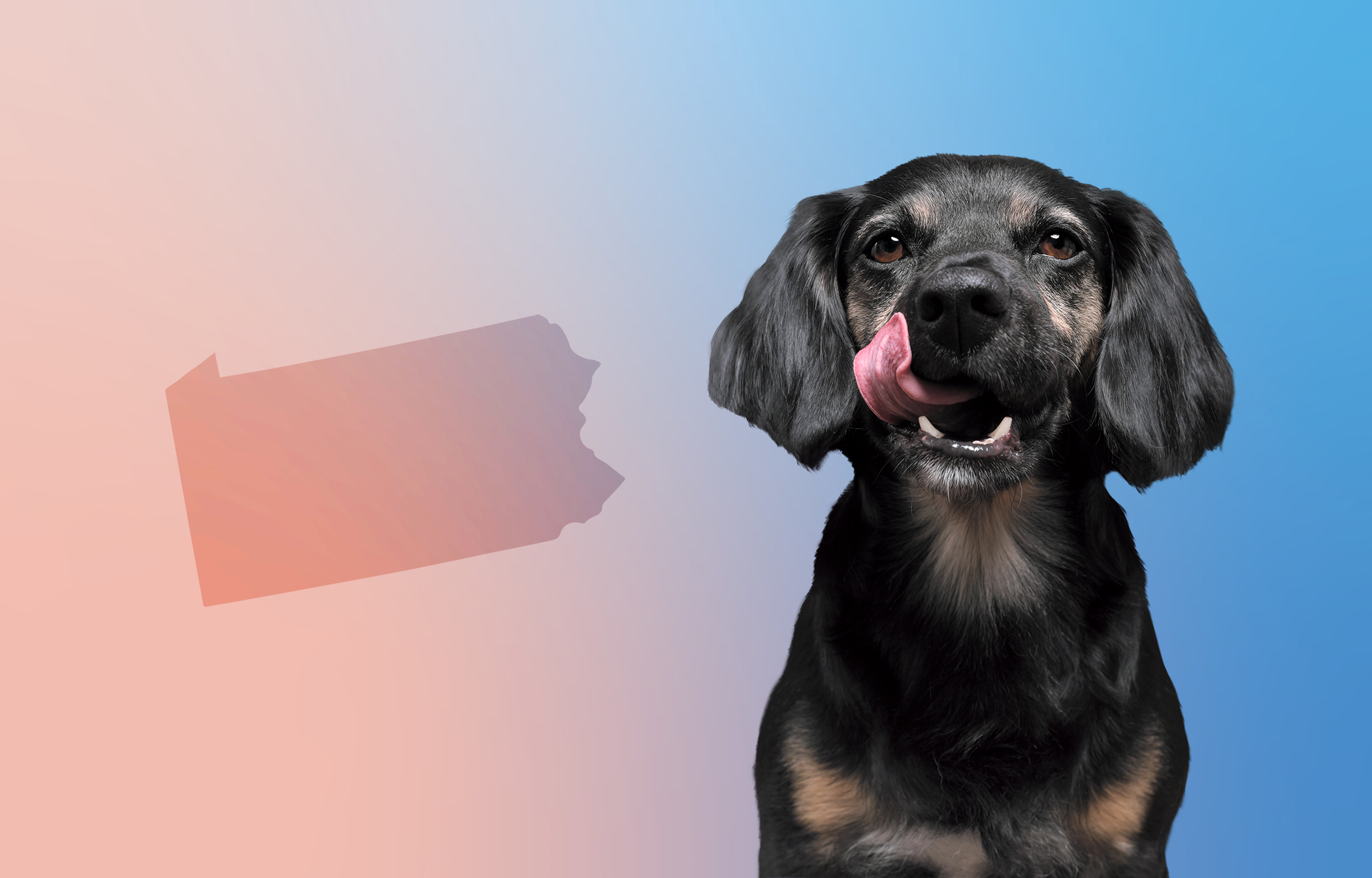 Veterinarian Salaries in Pennsylvania Factors Affecting Suveto