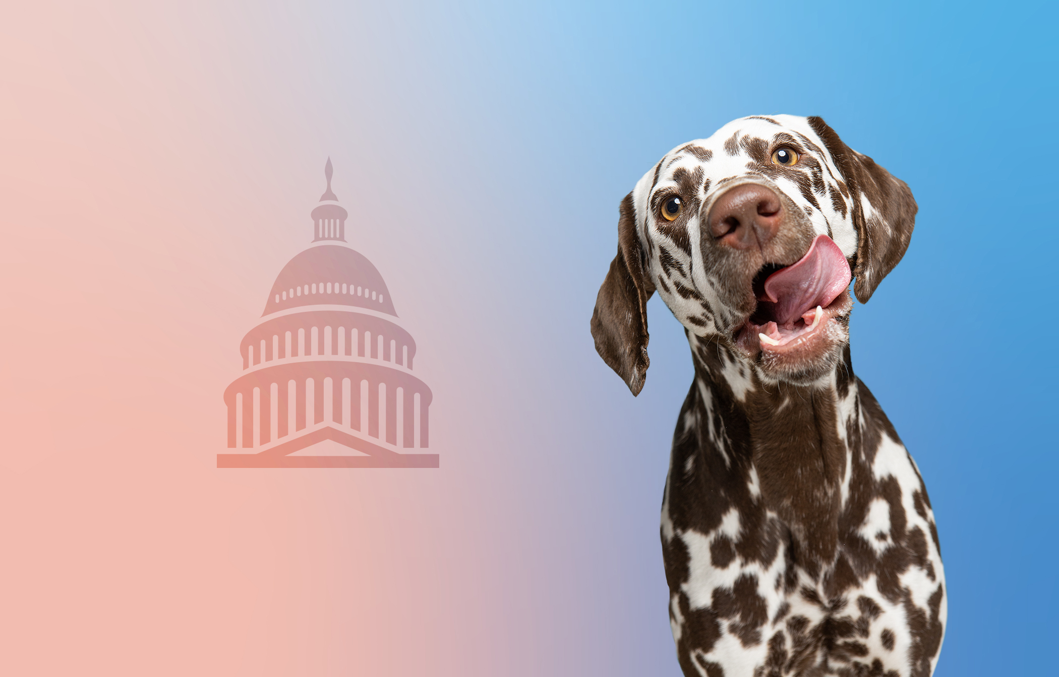 Veterinarian Jobs and Salaries in Washington, D.C. Suveto