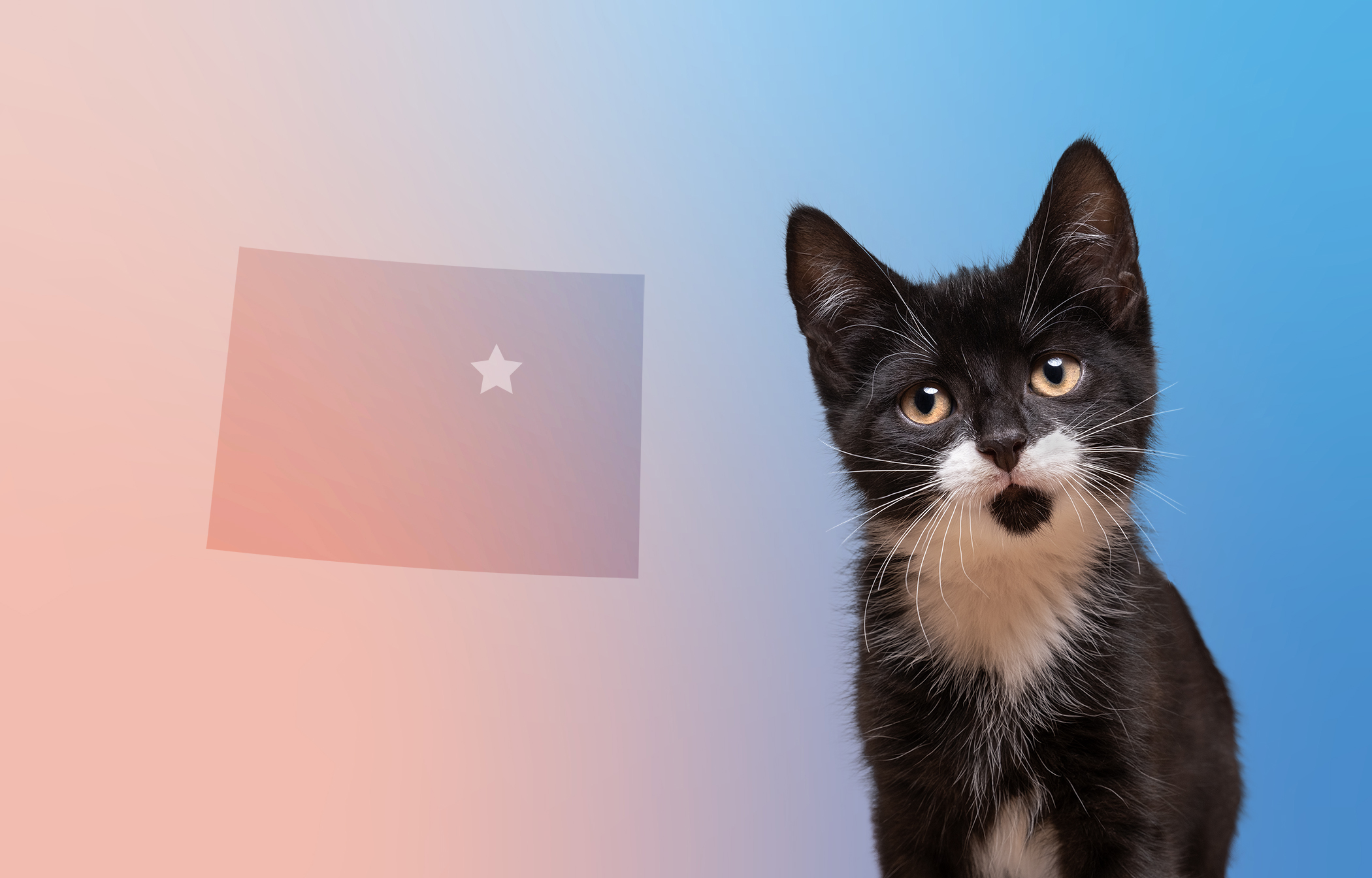 Veterinarian Jobs and Salaries in Denver, Colorado Suveto