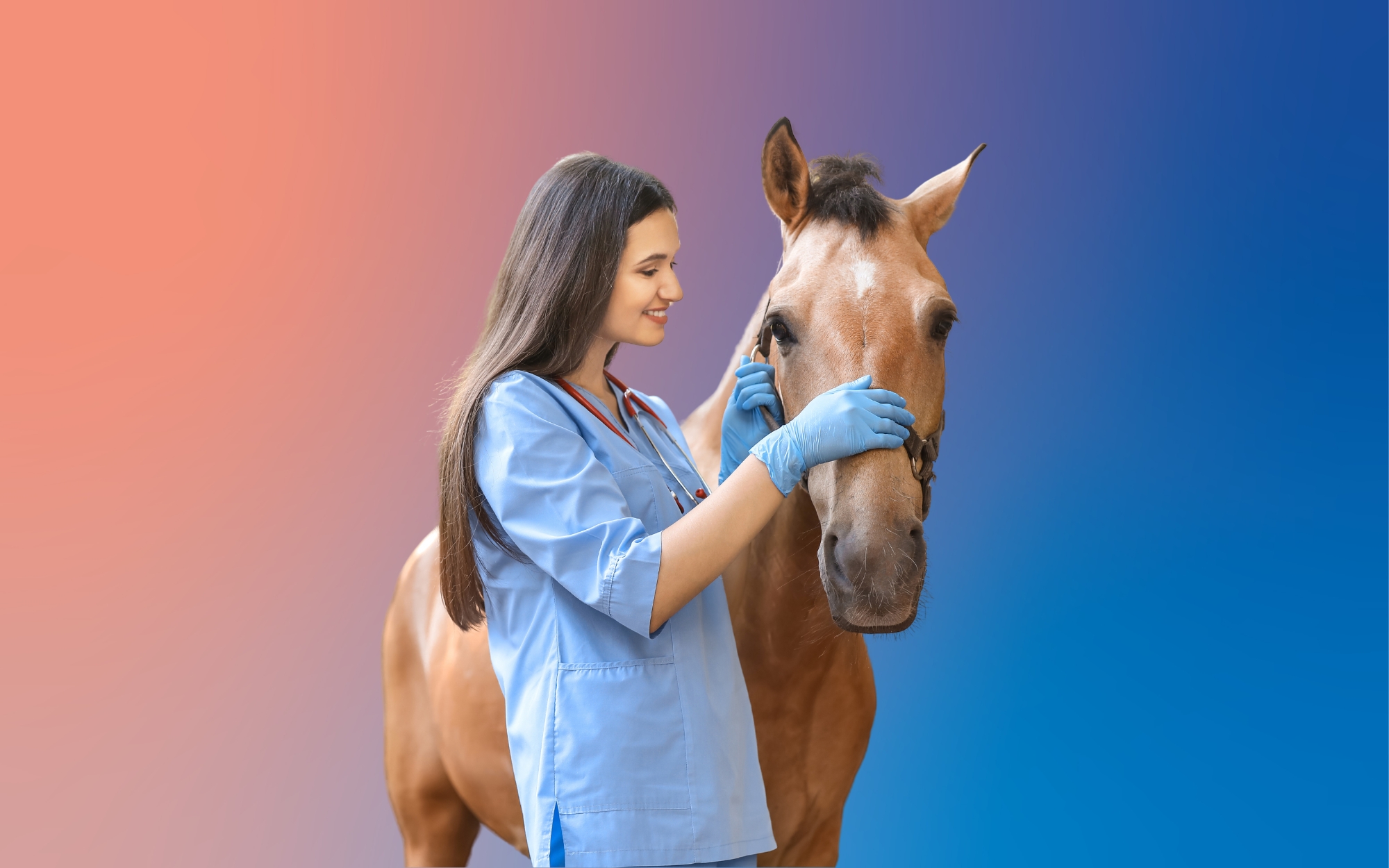 Equine Veterinary Technician Salaries Suveto
