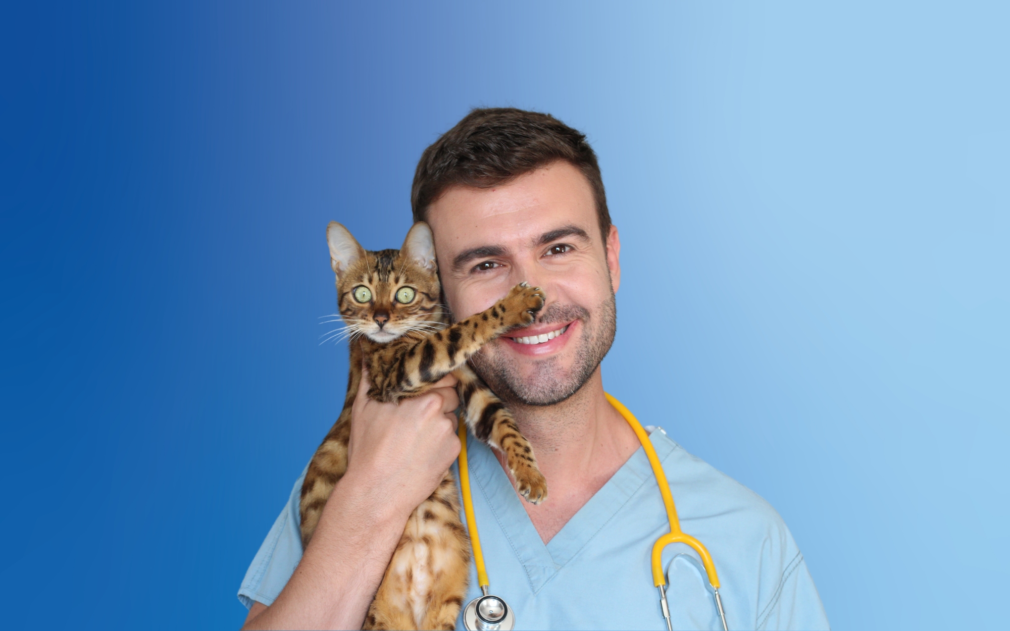 What Do Veterinary Assistants Do? - Suveto