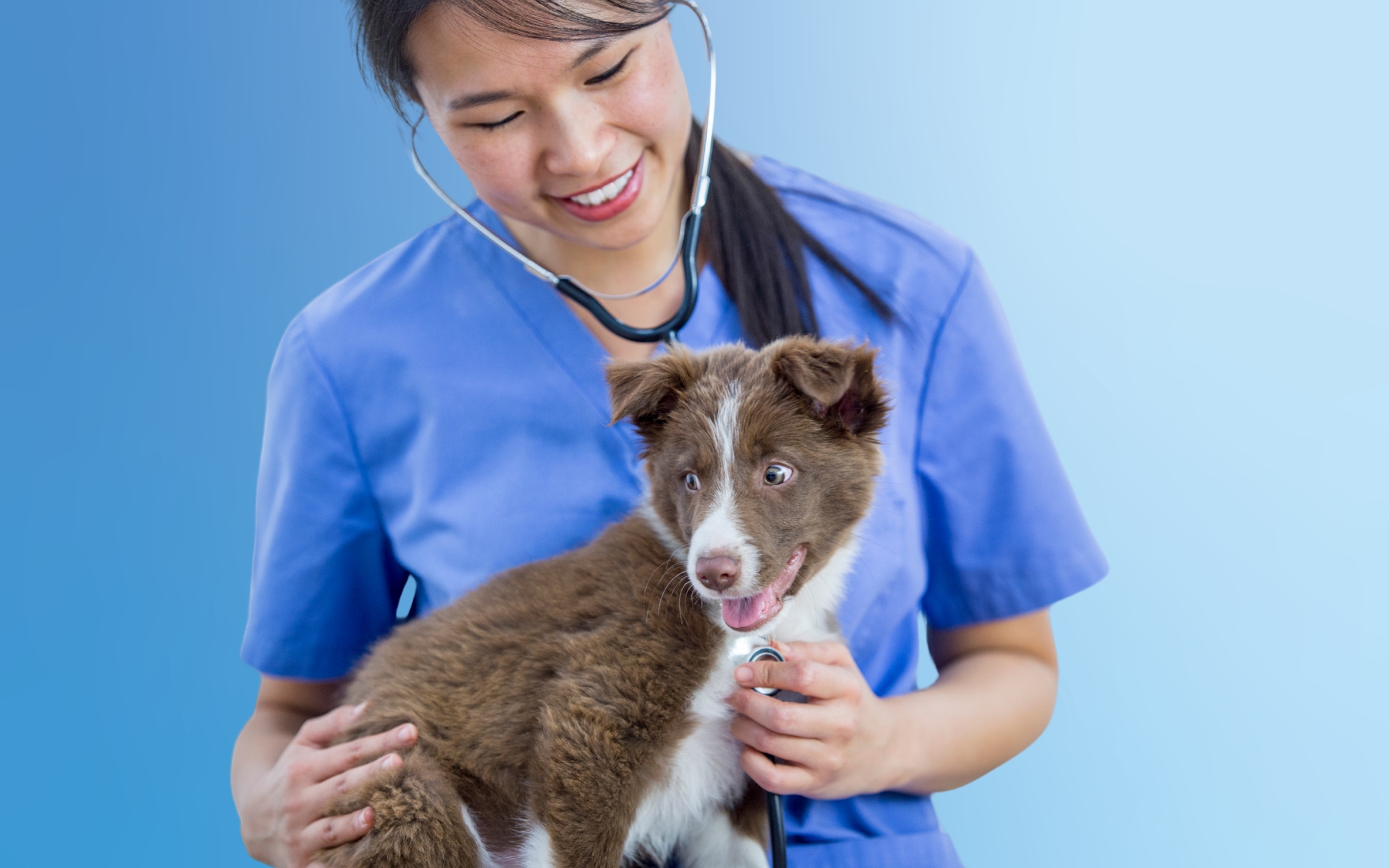 What Insurance Do Veterinary Professionals Need? - Suveto